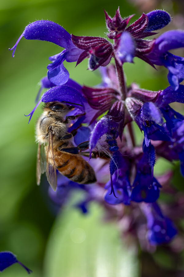 Honey Bee Macro Print titled Drive In by Philip J. Guettler.