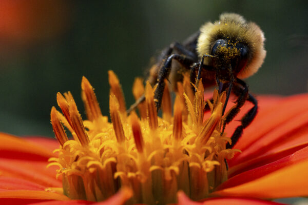 Bumblebee Macro Art Print titled Dusted by Philip J. Guettler.