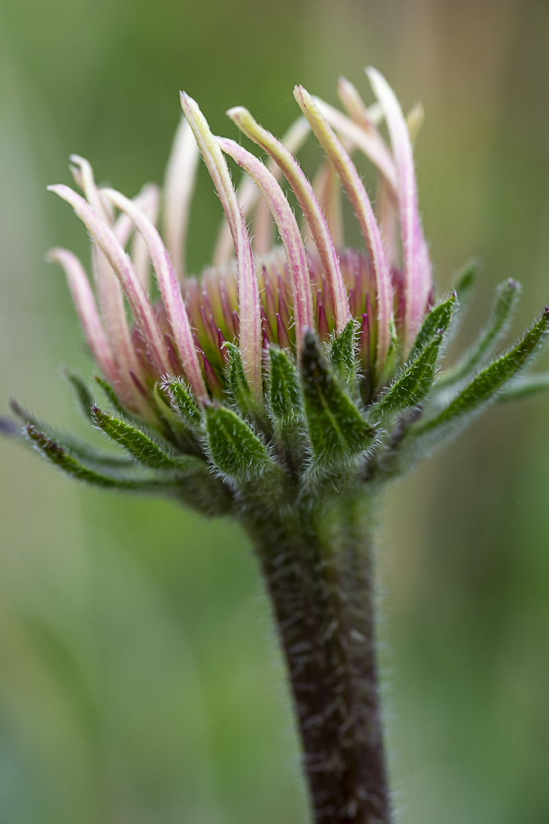 Coneflower Macro Art Print titled First Step by Philip J. Guettler.