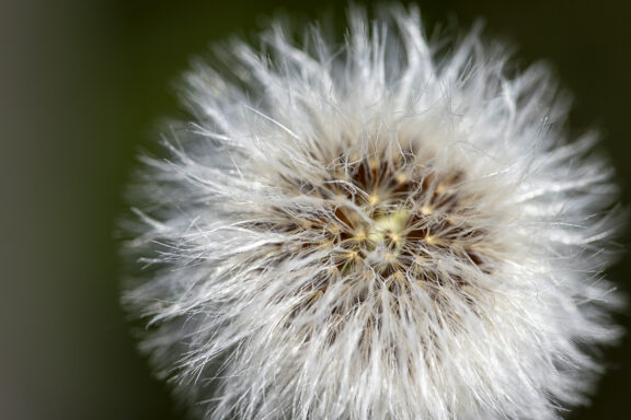 Fuzzywig