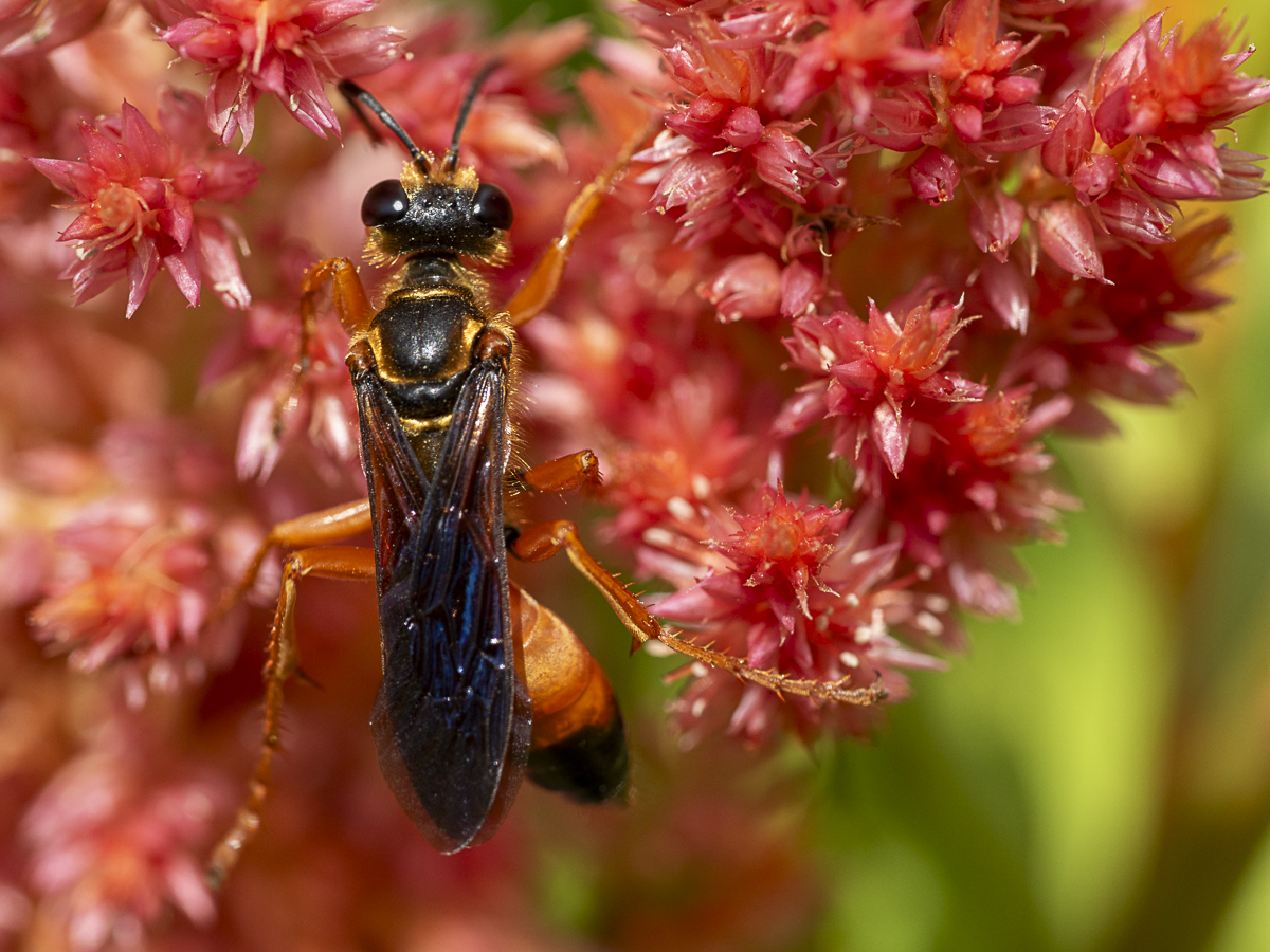 Wasp Wildlife Art Print titled Great Legs by Philip J. Guettler.