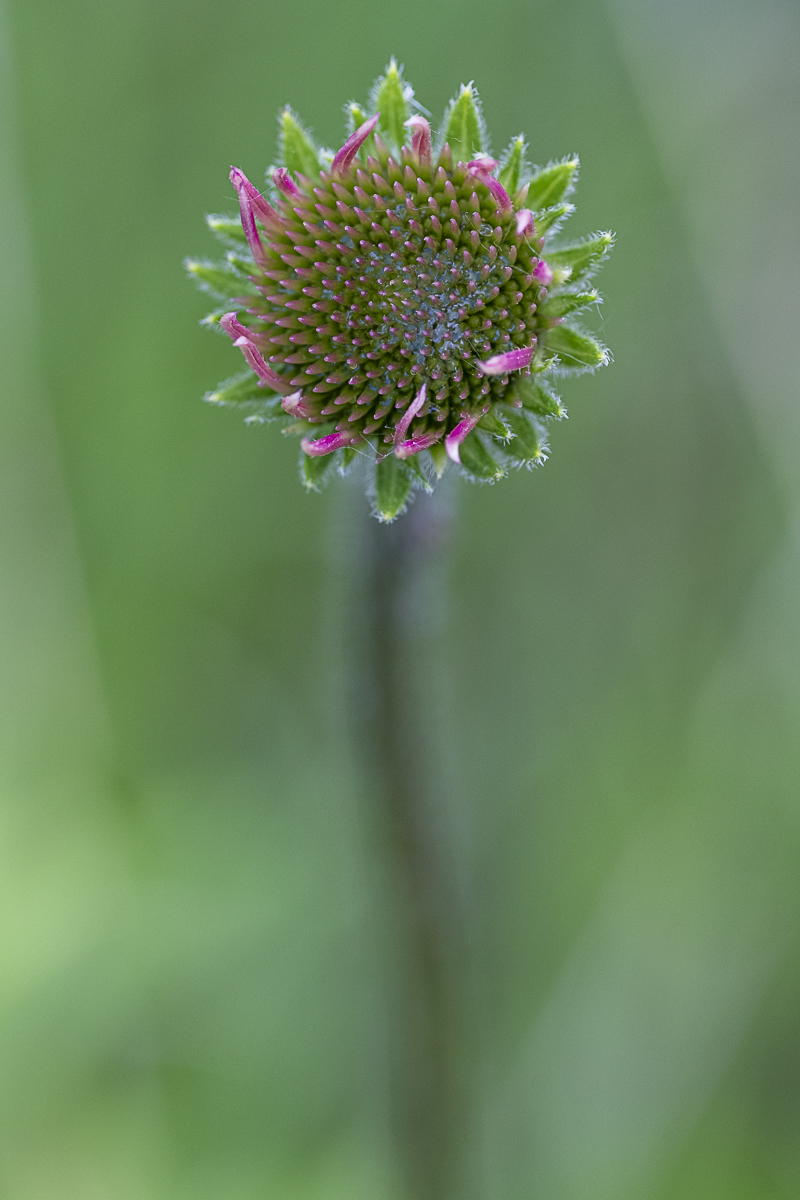 Coneflower Fine Art Print titled Hello by Philip J. Guettler.