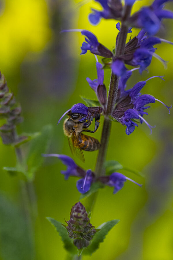 Honey Bee Macro Print titled Honey Jar by Philip J. Guettler.