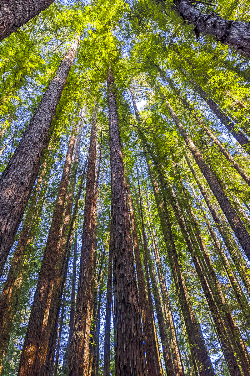 Muir Woods Redwood Print.Fine Art Nature Photography of Muir Woods towering Redwoods,