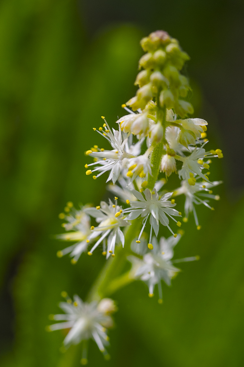 Chinese Fringe Flower Print. Fine Art Nature Macro Photography from the Minnesota Landscape Arboretum-Heartleaf Foam Flower