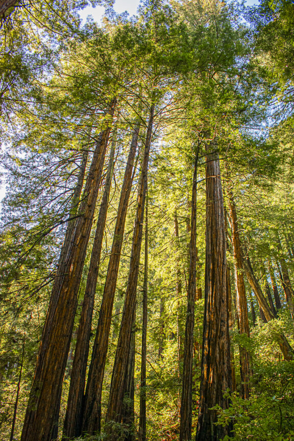 Land of the Giants