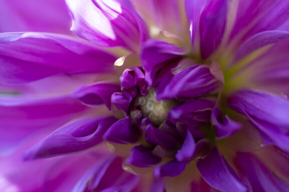 Lavenderlicious