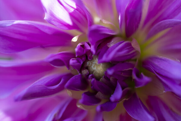 Delicious Dahlia Fine Art. Fine Art Nature Photography. Macro Photography