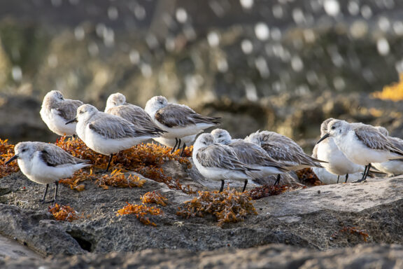 Morning Shorebird Huddle. Wildlife Photography. Nature Fine Art