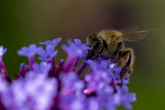 Leave Me Bee