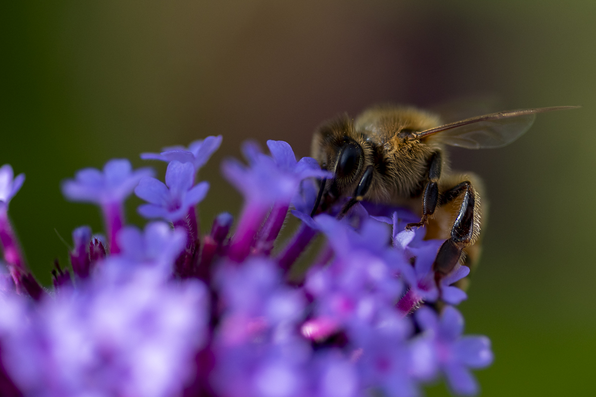 Honey Bee on Purple Flowers. Close-up of a honeybee collecting nectar from vibrant purple flowers (verbena).