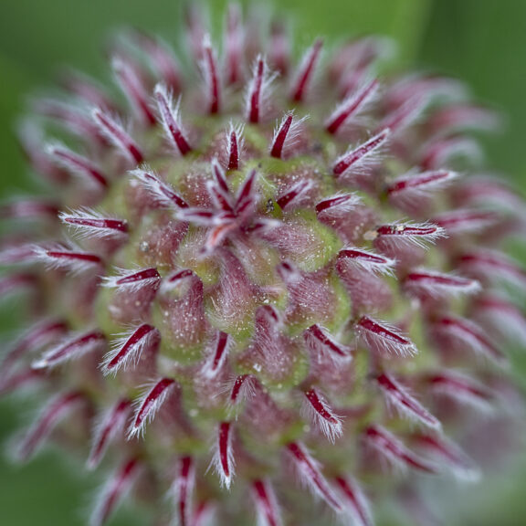 Luffa
