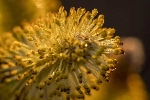 Dew Saturated Willow Bud. Early morning dew covers a new willow bud.