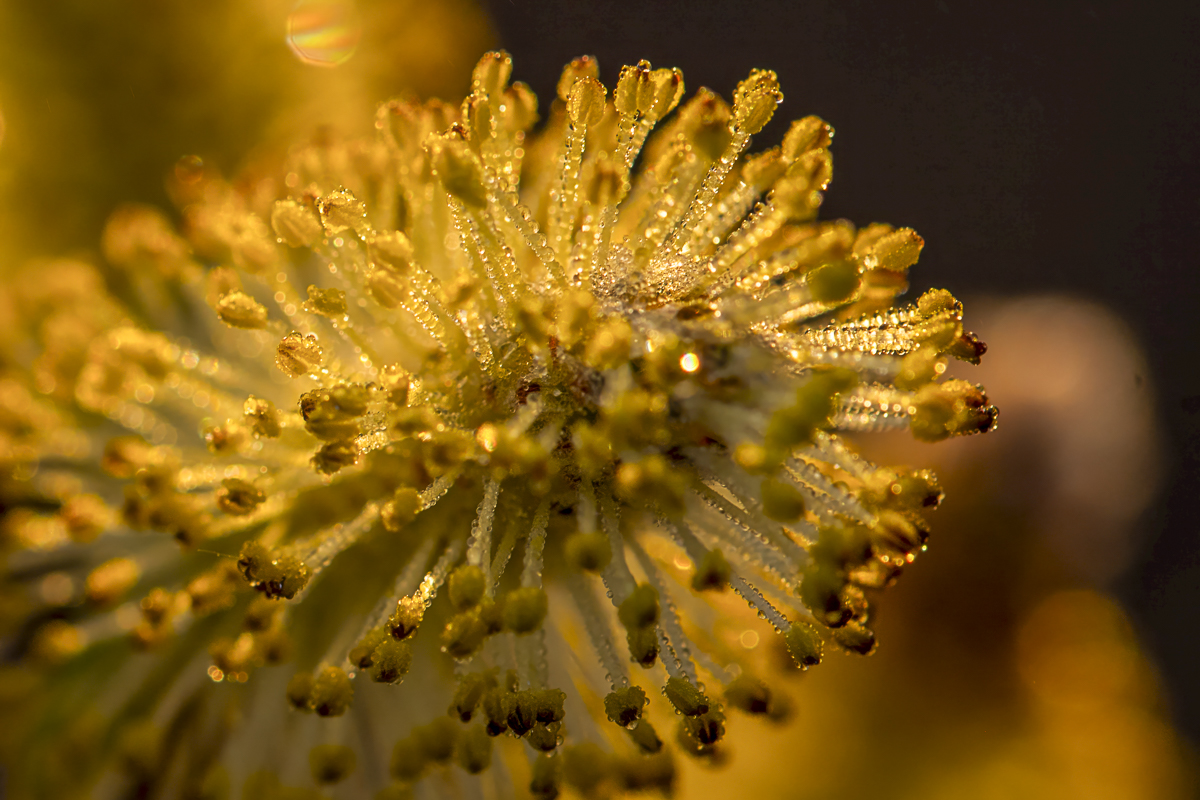 Dew Saturated Willow Bud. Early morning dew covers a new willow bud.