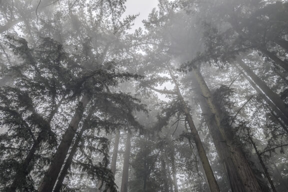 Misty Blanket