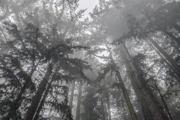 Forest Landscape Fine Art titled Misty Blanket, redwood trees in Northern California fog.