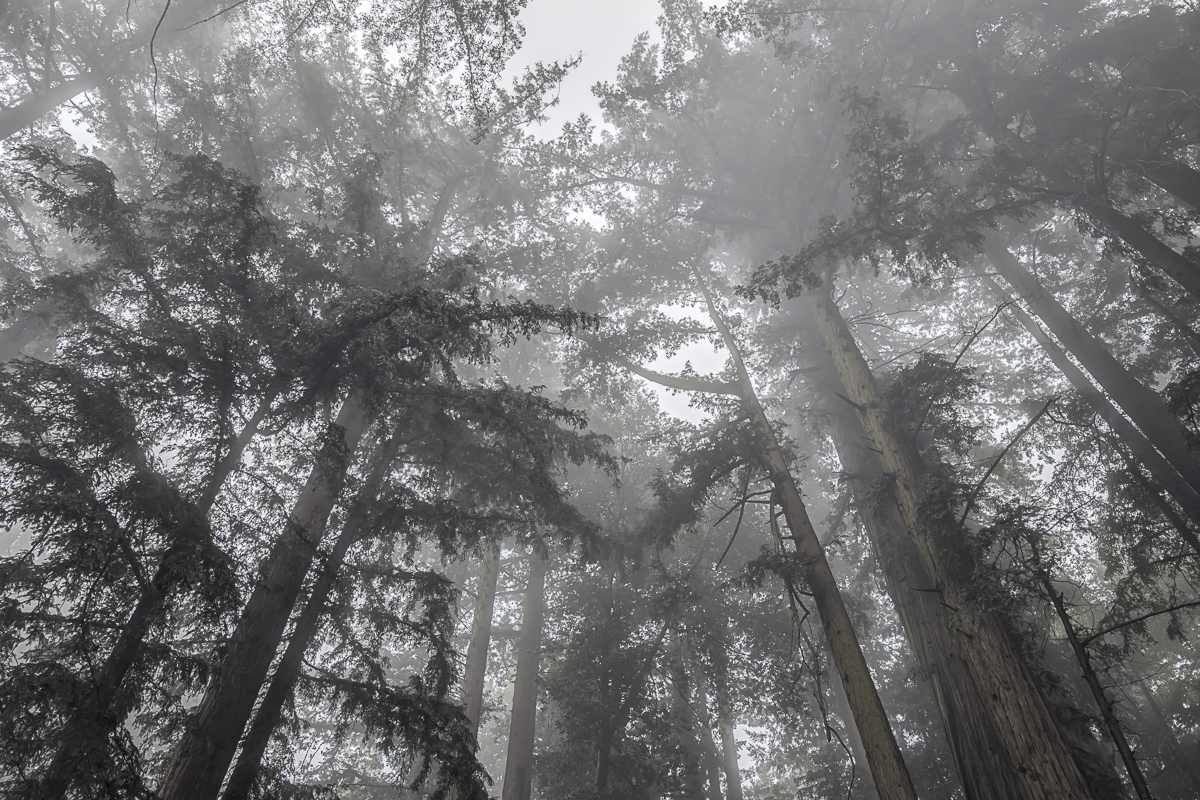 Forest Landscape Fine Art titled Misty Blanket, redwood trees in Northern California fog.