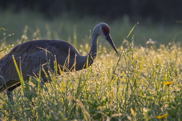 Sandhill Crane Hunting. Tall Grass covered in Dew. Sandhill Crane in tall grass.
