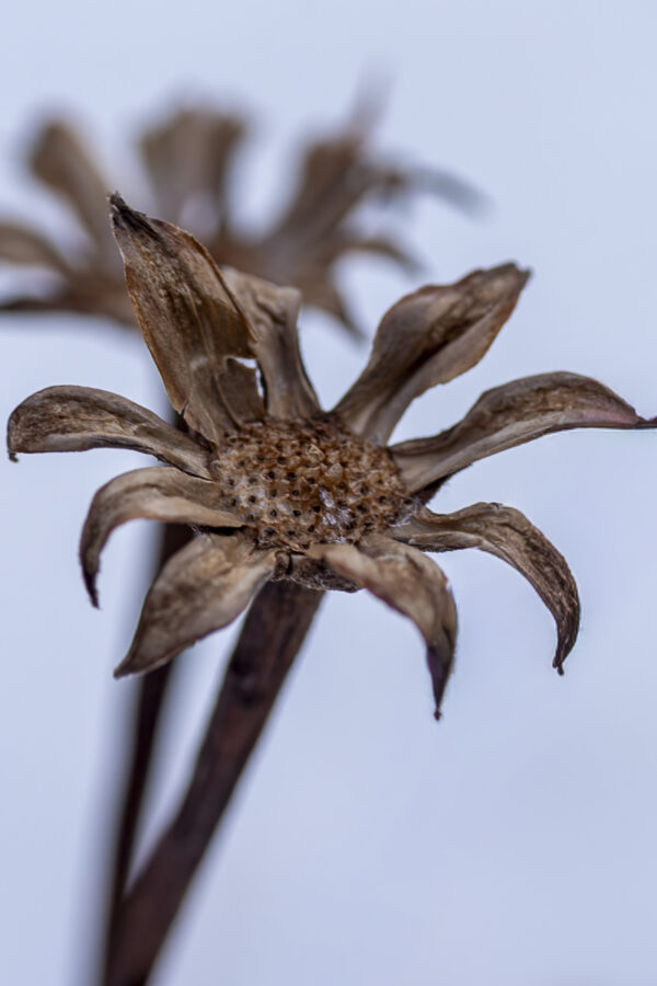 Winter Macro Floral Remnant. Fine Art Macro Photography