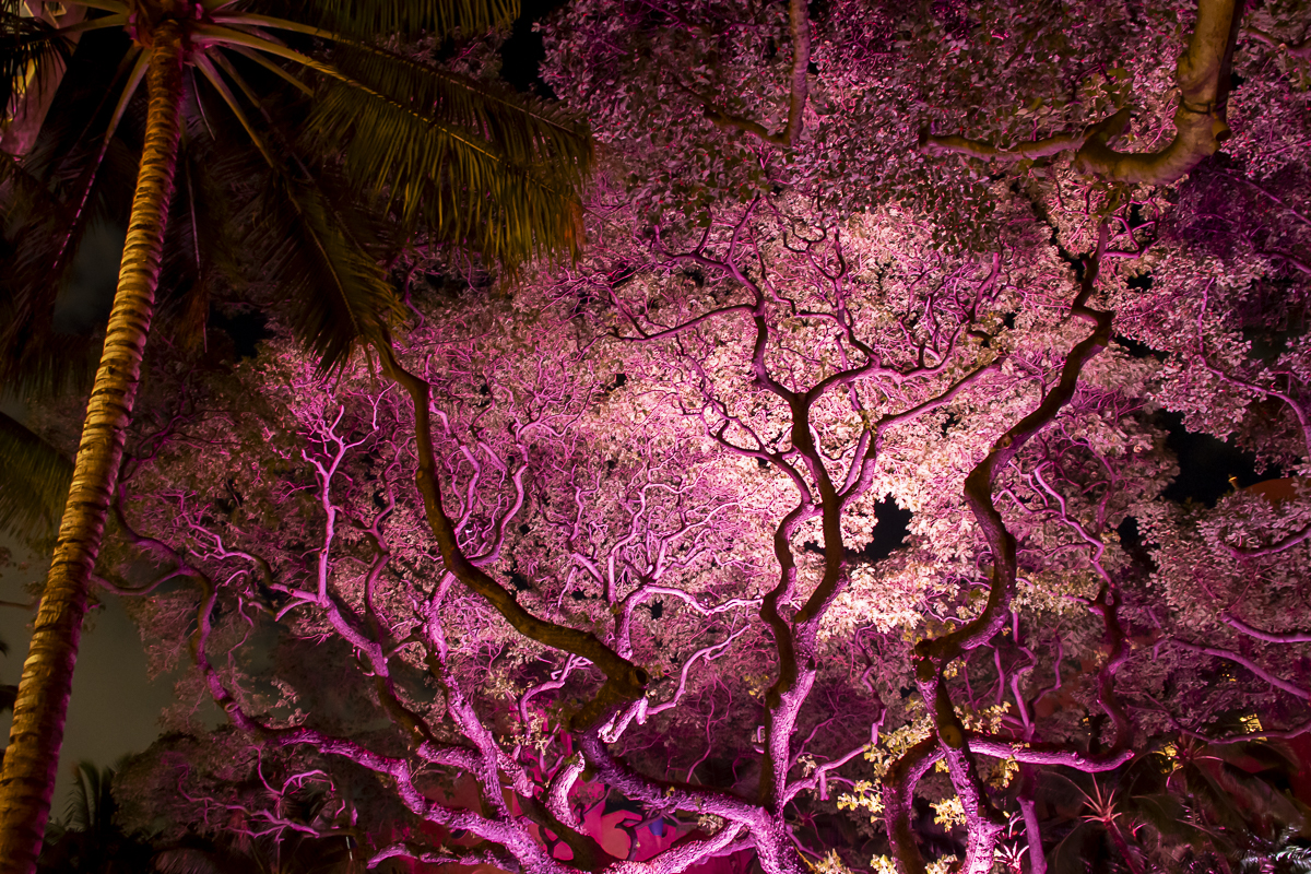 Fine Art Nature Print titled Night Owl by Philip J. Guettler.