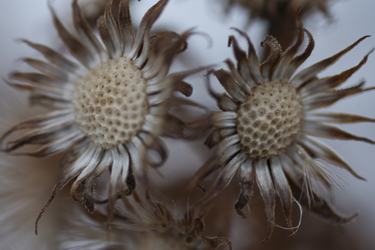 Minimalist Botanical Photo Print titled Old Love by Philip J. Guettler.