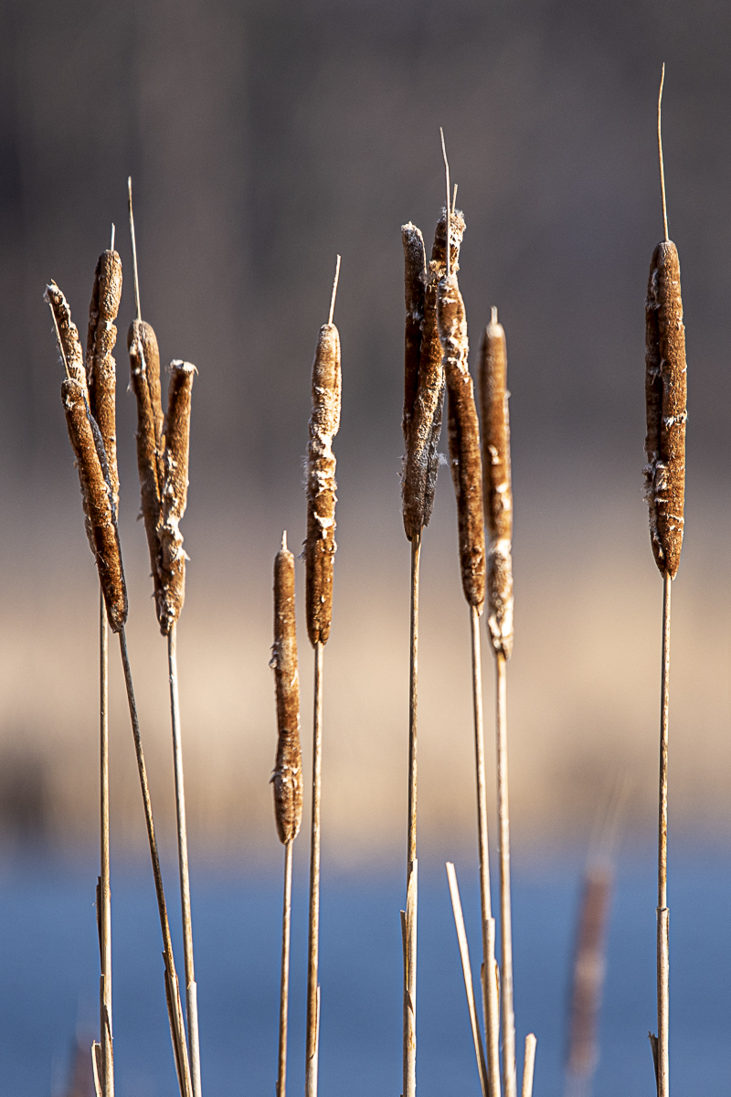 Nature Macro Photo Print titled Old Tails by Philip J. Guettler.