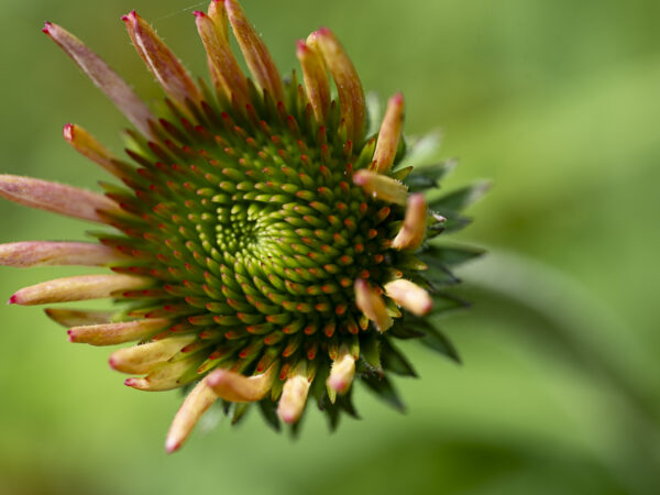 Echinacea Flower Macro Print titled On the Side by Philip J. Guettler.