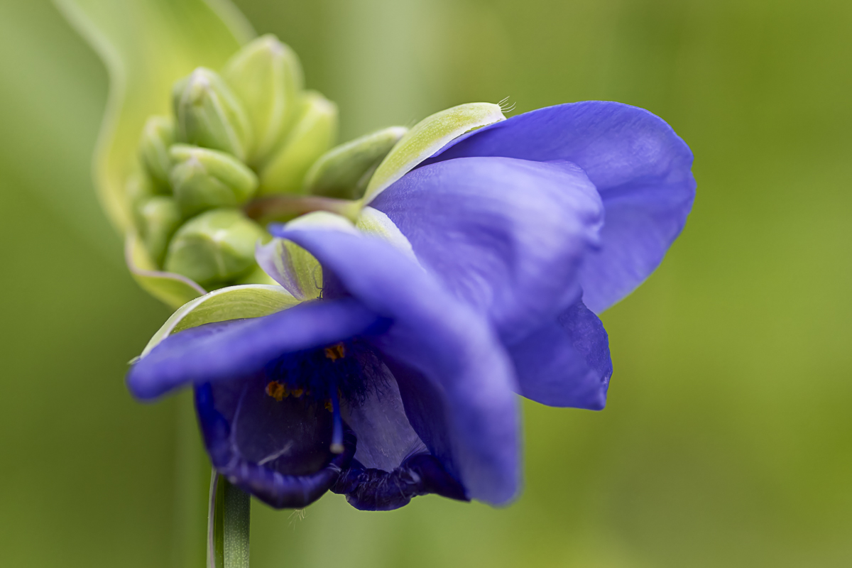 Purple Flower Macro Print titled Peek-a-Boo by Philip J. Guettler.