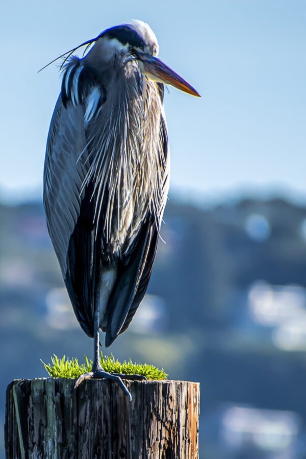 Blue Heron Photo Print titled Peg Leg by Philip J. Guettler.