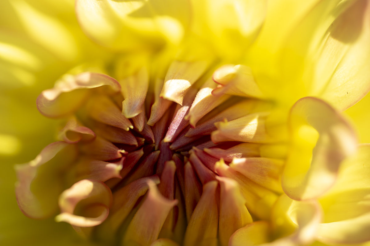 Vibrant Flower Macro Print titled Petal Power by Philip J. Guettler.