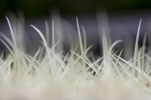 Cactus Spines Photo Print titled Prickly Defense by Philip J. Guettler.