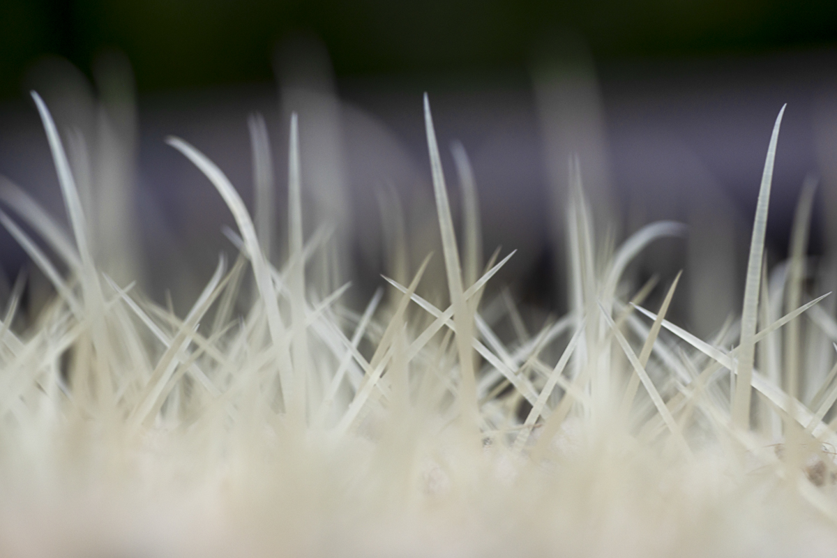 Cactus Spines Photo Print titled Prickly Defense by Philip J. Guettler.