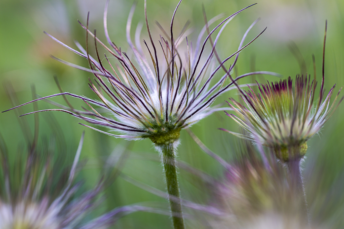 Purple Wildflower Macro Print titled Purple Pride by Philip J. Guettler.
