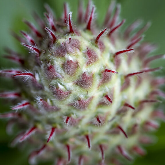 Raspberries and Cream
