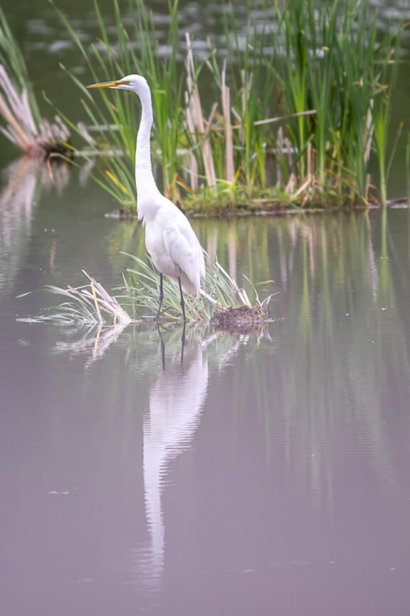 Reflection