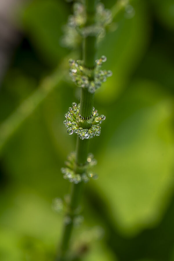 Botanical Water Drop Print titled Ringlets by Philip J. Guettler.