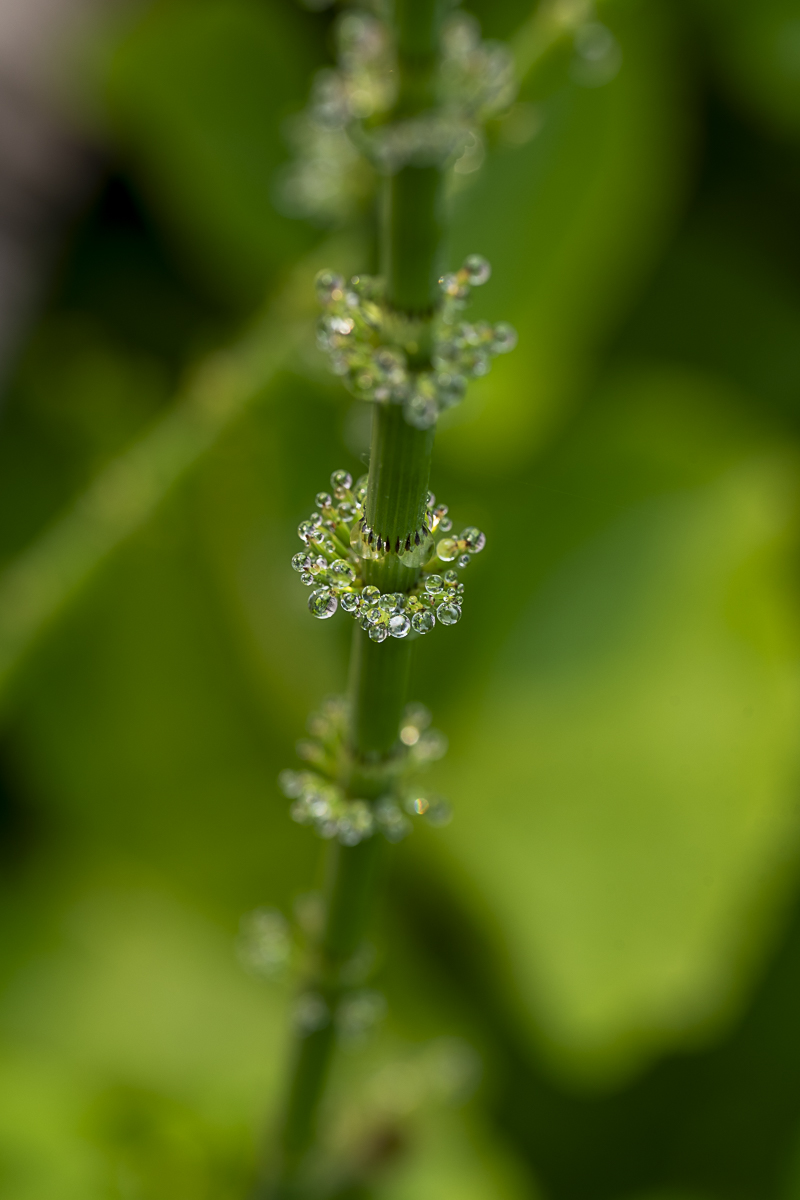 Botanical Water Drop Print titled Ringlets by Philip J. Guettler.