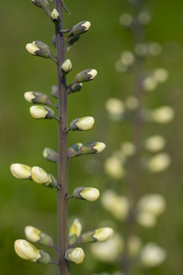 White Flower Buds Print titled Seeing Double by Philip J. Guettler.