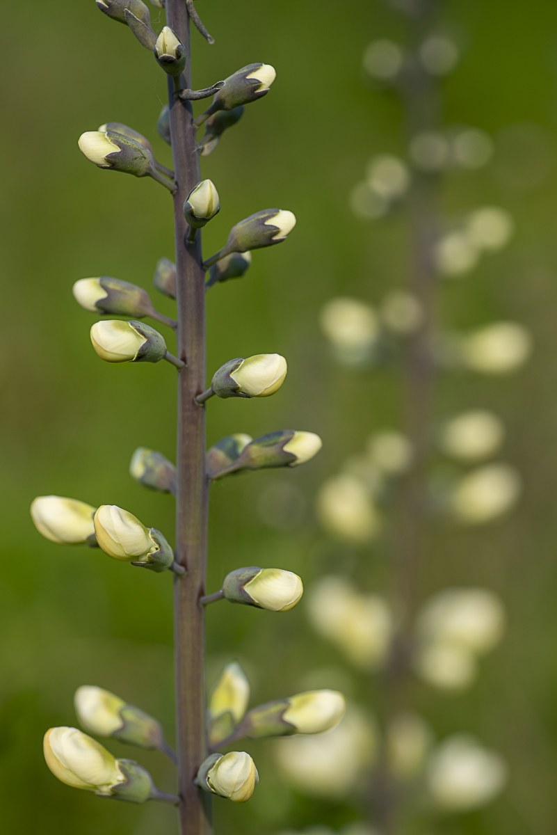 White Flower Buds Print titled Seeing Double by Philip J. Guettler.