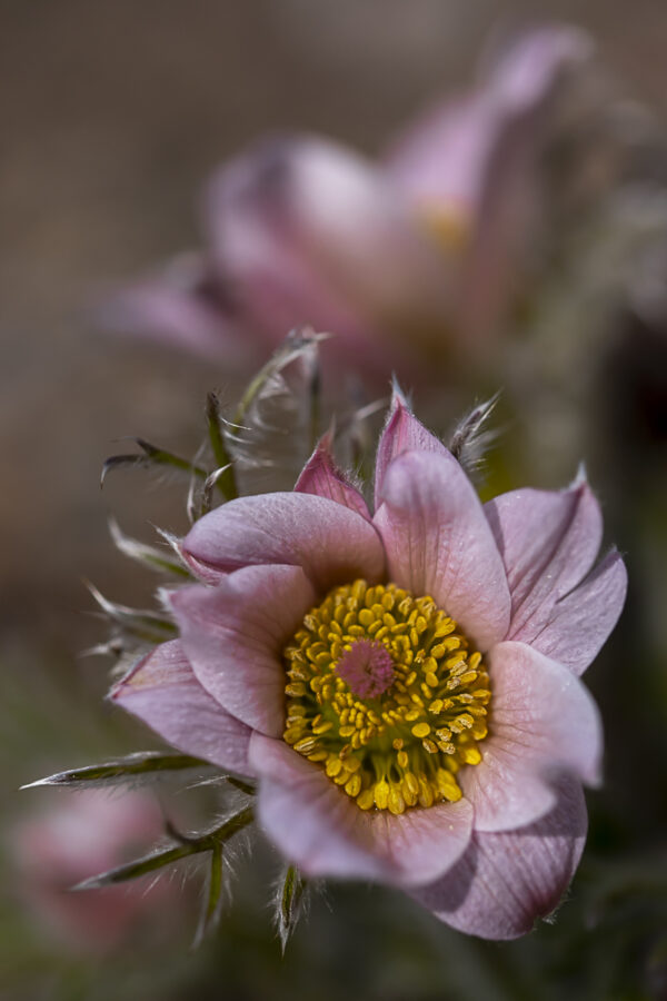 Pasque Flower Fine Art titled Simple Elegance by Philip J. Guettler.