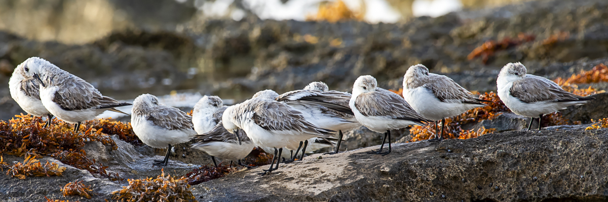 Shorebird Coastal Wildlife Print titled Snooze Alarm by Philip J. Guettler.