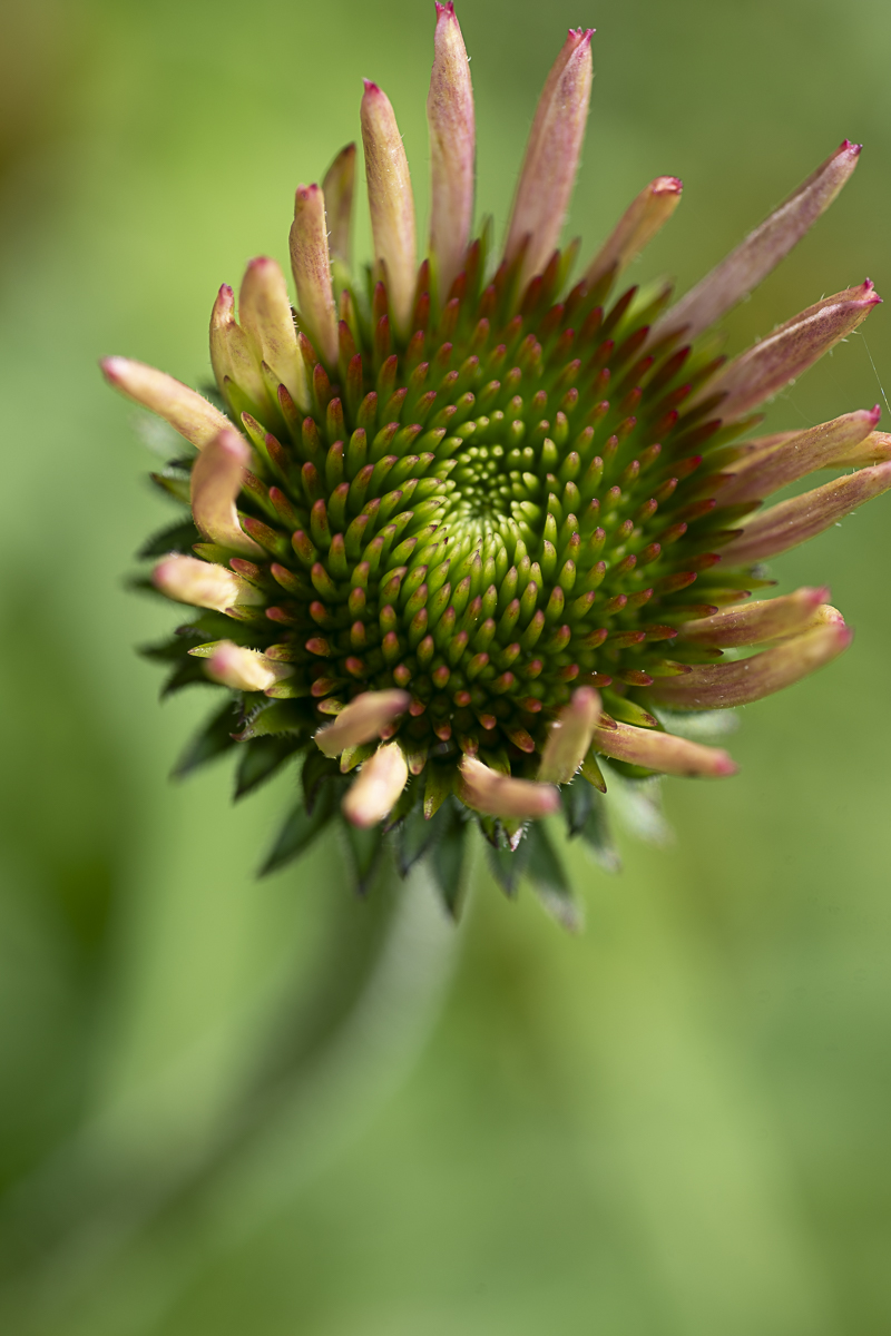 Purple Coneflower Fine Art titled So Excited by Philip J. Guettler.