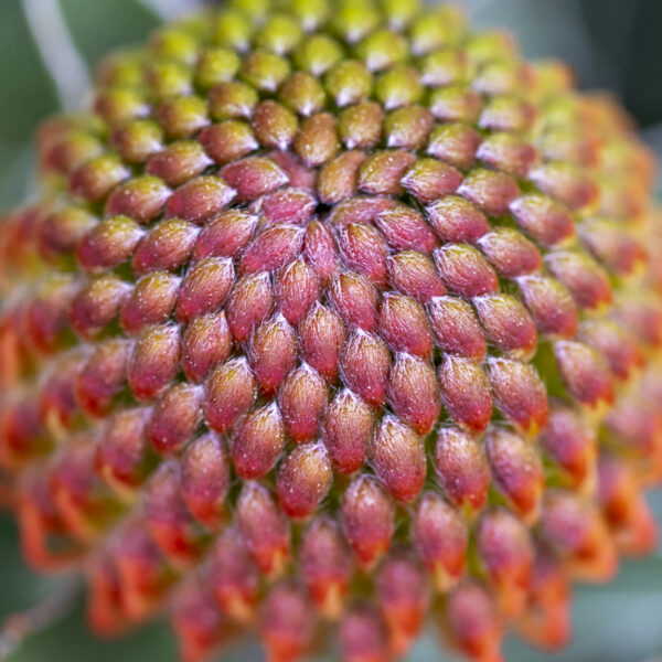 Bromeliad Flower Photo Print titled So Happy Together by Philip J. Guettler.