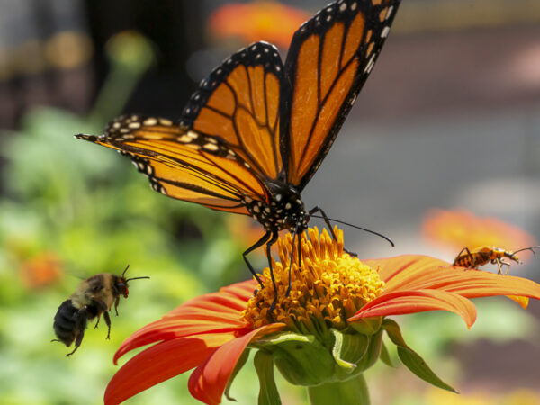 Monarch Butterfly Fine Art titled Staking Claim by Philip J. Guettler.