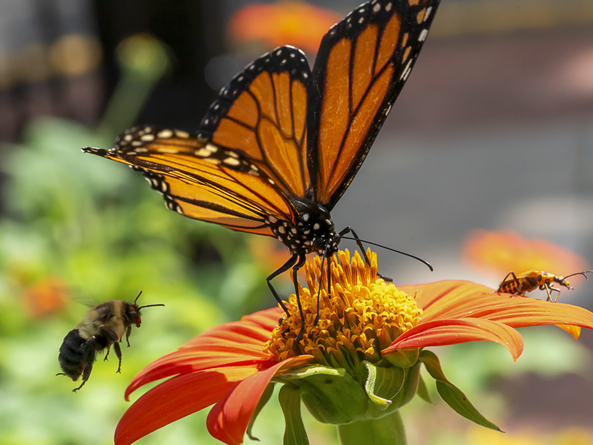 Monarch Butterfly Fine Art titled Staking Claim by Philip J. Guettler.