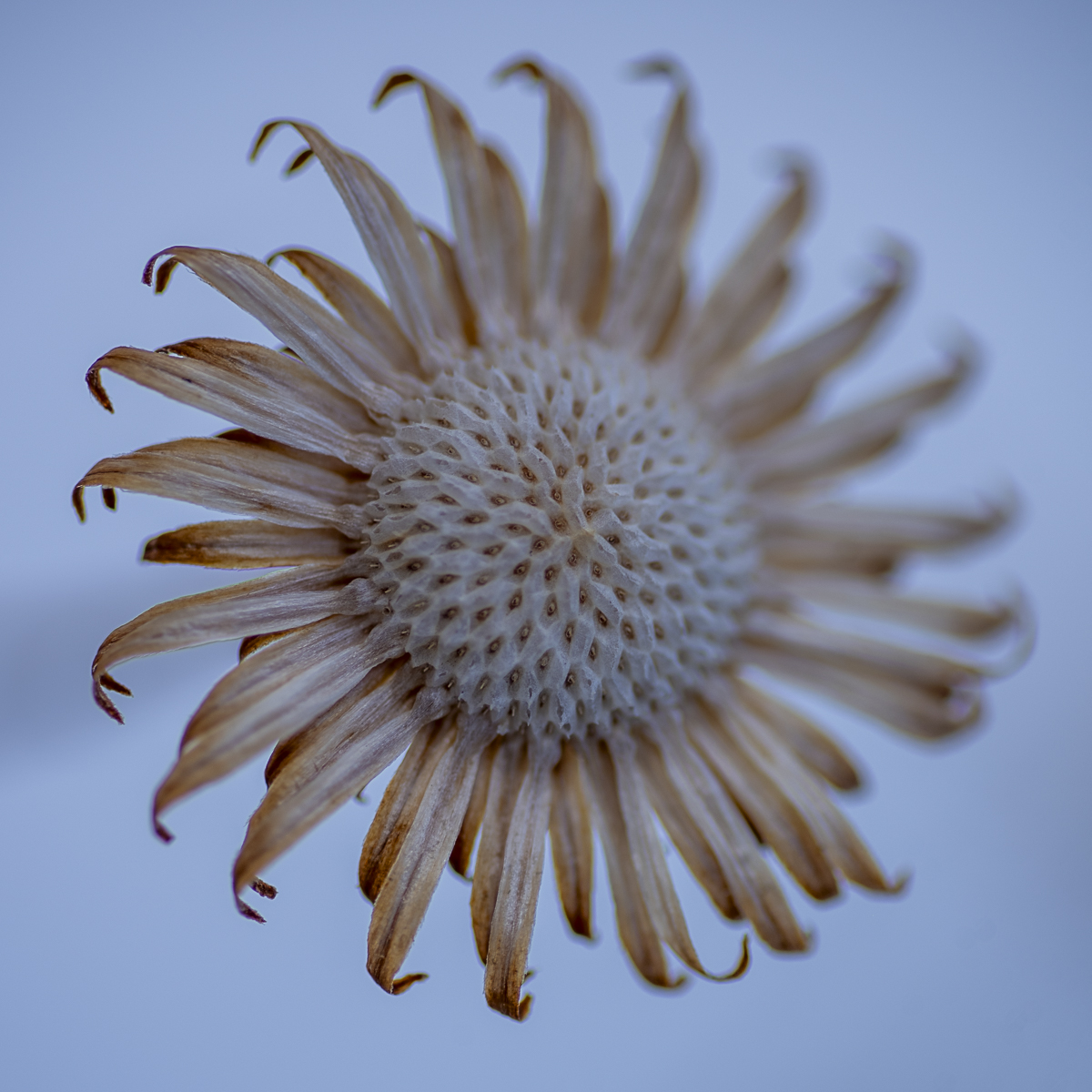 inimalist Botanical Fine Art titled Starbright by Philip J. Guettler.