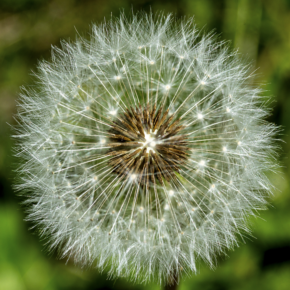 Dandelion Fluff Macro Print titled Starburst by Philip J. Guettler.