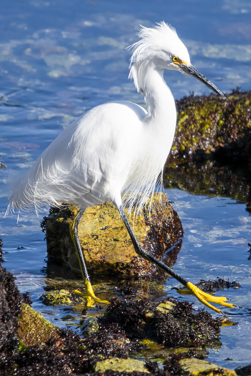 Snowy Egret Photo Print titled Stepping Out by Philip J. Guettler.
