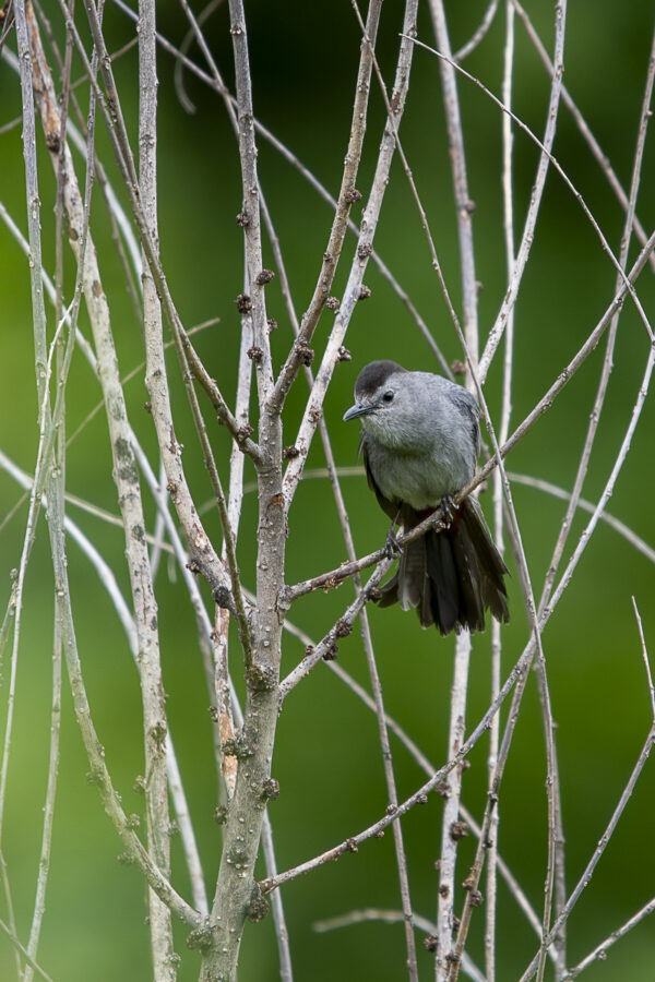 ongbird Wildlife Photo Print titled Tangled Web by Philip J. Guettler.