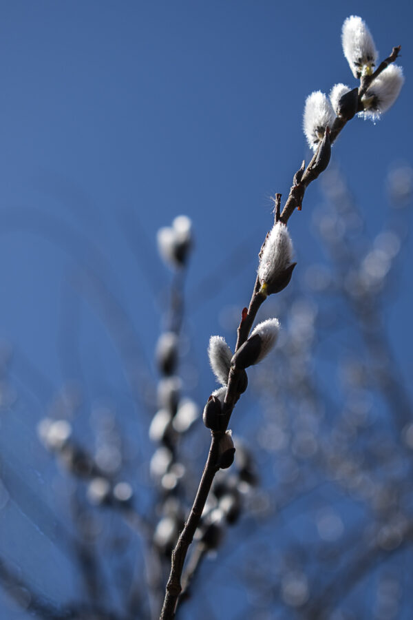 Blue Sky Branch Print titled Tapestry on Blue by Philip J. Guettler.